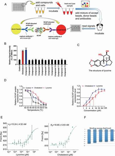 Figure 1. Screen and identification of lycorine as an inhibitor of SCAP. (A) A scheme for in vitro screening of small molecules that bind SCAP. (B) Screening results of compounds targeting SCAP. Each compound (10 μM) was used for screening, as described in Figure 1A (n = 4). (C) The chemical structure of lycorine. (D) Dose- and temperature-dependent CETSA were performed to verify the interaction of lycorine with SCAP (n = 3). (E) The interaction between SCAP and lycorine or cholesterol was detected by MST. Lycorine is dissolved in DMSO and cholesterol is dissolved in ethanol (n = 3). (F) The binding energy of small molecules with SCAP. Error bars are represented as mean ± SEM. Statistical analysis was done with one-way ANOVA (Dunnett’s posttest). *p < 0.05, **p < 0.01, ***p < 0.001 vs control