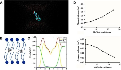 Figure 3 Molecular dynamics simulations of dipalmitoyl phosphatidylcholine (DPPC) bilayers with moeixitecan. (A) Snapshots of the systems consisting of moeixitecan molecules in DPPC bilayers. (B) Schematics illustrating the proposed locations of moeixitecan in the lipid membrane. (C) Mass density profiles of moeixitecan and the selected lipid atoms along the bilayer. (D) The thickness of the membrane with increasing concentrations of moeixitecan. (E) The areas per molecule of lipid bilayer with increasing concentrations of moeixitecan.