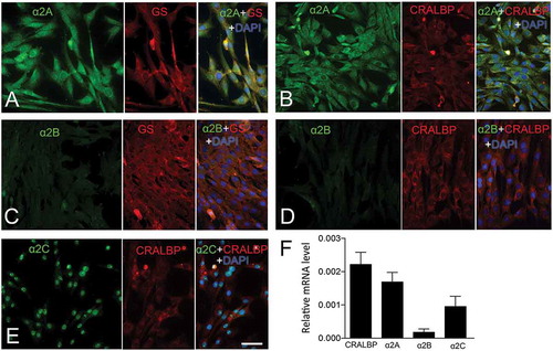 Figure 1. Expression of α2-ADRs in MIO-M1 human Müller cells.Fluorescence micrographs of immunocytochemistry for (A, B) α2A-ADR, (C, D) α2B-ADR, (E) α2C-ADR, and (A–E) the Müller cell markers, GS and CRALBP. (F) qRT-PCR analysis of α2-ADR mRNA levels in MIO-M1 Müller cell culture. Bar graph shows normalized mRNA levels relative to β-actin for CRALBP, α2A-ADR, α2B-ADR and α2C-ADR mRNA in MIO-M1 Müller cell line. Bar graph is mean ± SEM, n = 6. Scale bar in (E) is 30 μm; valid also for (A–D).