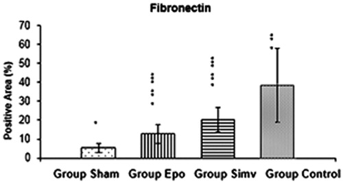 Figure 6. The effect of Epo and Simv on expression of fibronectin. *p <  0.01 group sham versus group Epo, group Simv and group control. **p <  0.01 group control versus group Epo and group Simv. ***p <  0.01 group Epo versus group Simv.