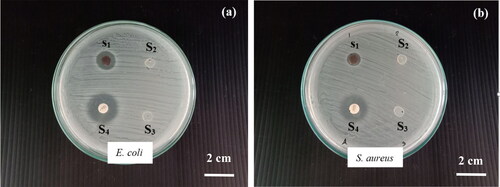 Figure 9. Antimicrobial activity against (a) E. coli and (b) S. aureus. (S1) BC-AgNP nanocomposites, (S2) BC-MLE, (S3) BC and (S4) a standard antibiotic, streptomycin.“-” there is no growth, “+” there is growth