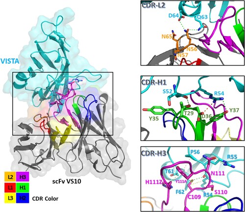 Figure 6. Molecular modeling of scFv VS10–VISTA interaction and secondary structure for the scFv VS10 antibody–VISTA antigen model. The VISTA antigen and scFv VS10 are colored in light cyan and gray, respectively. The schematic presents all interactions between scFv VS10 and the VISTA epitope. The interface residues of scFv VS10 and VISTA were concentrated on the CDR-L1 (red), CDR-L2 (orange), CDR-L3 (yellow), CDR-H1(green), CDR-H2 (blue), and CDR-H3 (magenta) loops. The interactions between scFv VS10 and VISTA are illustrated using green, yellow, orange, and brown dotted lines to indicate hydrogen bonds, hydrophobic interactions, ionic interactions, and pi–pi interactions, respectively.