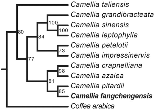 Figure 1. Maximum likelihood phylogenetic tree of Camellia fangchengensis based on 11 complete chloroplast genome sequences using Coffea arabica as an out-group. Numbers in the nodes are bootstrap values based on 1000 replicates. Accession numbers are listed as below: Camellia azalea NC_035574, Camellia crapnelliana NC_024541, Camellia grandibracteata NC_024659, Camellia impressinervis NC_022461, Camellia leptophylla NC_024660, Camellia petelotii NC_024661, Camellia pitardii NC_022462, Camellia sinensis NC_020019, Camellia taliensis NC_022264, Coffea arabica NC_008535.