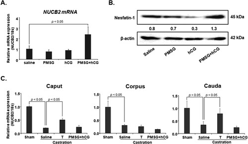 Figure 2. NUCB2 mRNA and nesfatin-1 protein expression in the epididymis after PMSG and hCG treatment. (A, B) NUCB2 mRNA and nesfatin-1 protein expression in the epididymis was assessed by qRT-PCR and western blotting after mice were injected with PMSG and hCG. NUCB2 mRNA and nesfatin-1 protein expression in the epididymis increased following co-injection with PMSG and hCG. (C) NUCB2 mRNA expression in the epididymis was assessed by qRT-PCR after injection of castrated mice with PMSG + hCG and testosterone. NUCB2 mRNA expression significantly decreased in the caput, corpus, and cauda after castration. However, when castrated mice were injected with testosterone, NUCB2 mRNA expression significantly increased in the caput and cauda, but not in the corpus. Additionally, NUCB2 mRNA expression in the epididymis did not increase after co-injection of castrated mice with PMSG and hCG. All data are presented as mean ± SEM (n = 5). Differences between values were considered statistically significant when p < 0.05.