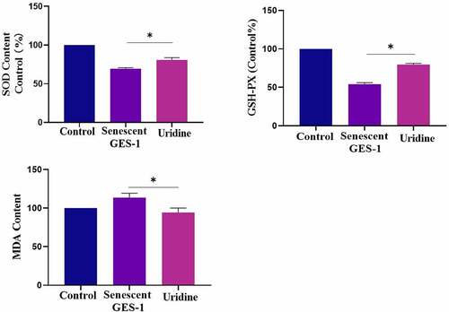 Figure 9. Uridine pre-treament attenuated the oxidative stress of the senescent GES-1 and RGM-1. The senescent GES-1 and RGM-1 cells were pre-treated with uridine (0.4 mg) for 24 h. Oxidative stress markers and anti-oxidative stress markers were determined as described in the materials and methods section. The data are shown as means ± SEM. Asterisks indicate significant differences (P < 0.05).