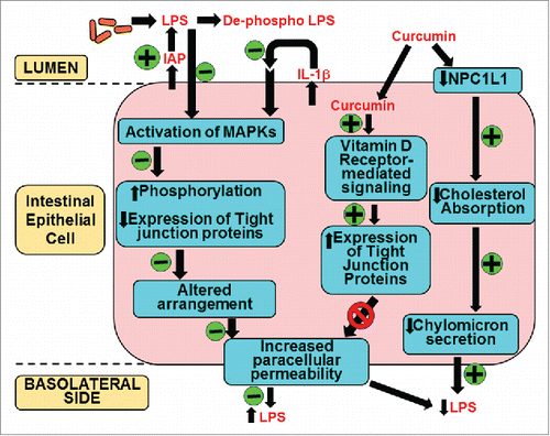 Figure 4. Mechanism(s) of action of curcumin in systemic LPS levels. Oral supplementation with curcumin increases the activity of intestinal alkaline phosphatase (IAP) enhancing luminal deactivation of LPS. De-phospho LPS acts as a TLR4 antagonist further reducing LPS-TLR4 interaction and downstream signaling resulting in reduced secretion of pro-inflammatory cytokine IL-1β. As a result LPS or IL-1β mediated activation of MAPK and subsequent phosphorylation and expression of tight junction proteins is attenuated. These modulatory effects of curcumin prevent the disruption of tight junction organization and decrease LPS-mediated increase in paracellular permeability. Additionally, curcumin is taken up by the intestinal epithelial cells and via binding to the vitamin D receptor initiates intracellular signaling events leading to an increase in the expression of tight junction proteins that reduce paracellular permeability. Luminal LPS is also translocated bound to chylomicrons and curcumin decreases cholesterol absorption by reducing the expression of apical cholesterol transporter NPC1L1 resulting in attenuated chylomicron secretion. This pathway may represent yet another mechanism by which curcumin can decrease systemic LPS levels. All events negatively or positively regulated by curcumin are indicated by “-“ or “+” sign in the green circles, respectively.