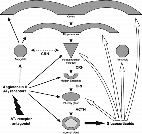 Figure 6 Sites of effect of AT1 receptor antagonists on the regulation of peripheral and brain components of the stress reaction. Left black arrows: AT1 receptor antagonists block AT1 receptor stimulation in the adrenal and pituitary glands, the median eminence, PVN, amygdala, hippocampus and cerebral cortex. Right white arrows: sites of glucocorticoid feedback regulation during stress in the pituitary gland, the median eminence, PVN, hippocampus and cortex.