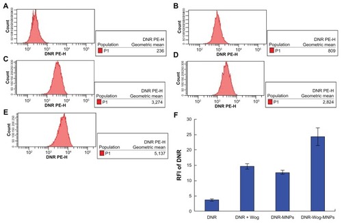 Figure 4 Intracellular accumulation of daunorubicin in K562/A02 cells cultured with different drugs for 48 hours. (A) Control, (B) 2 μmol/L daunorubicin, (C) combination of 2 μmol/L daunorubicin combined with 20 μmol/L Wog, (D) 2 μmol/L daunorubicin magnetic nanoparticles (at a molar ratio of 2:100), (E) 2 μmol/L daunorubicin-Wog magnetic nanoparticles (at a molar ratio of 2:20:100), (F) relative fluorescence intensity of daunorubicin in treated cells.Abbreviations: DNR, daunorubicin; Wog, wogonin; MNPs, magnetic nanoparticles; RFI, relative fluorescence intensity.