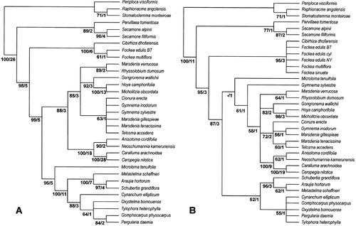 A. Strict consensus of 21 most parsimonious trees resulting from cladistic analysis of 33 taxa for which complete sequence data were available [203 parsimony informative characters, l=576 steps, CI=0.742 (excluding uninformative characters), RI=0.869]. B. Strict consensus of 406 trees resulting from parsimony analysis of the trnL intron and trnL-F spacer for 36 taxa [85 parsimony informative characters, 1=232 steps, CI=0.769 (excluding uninformative characters), RI=0.889]. Numbers indicate bootstrap percentages of 1,000 replicates and decay values.