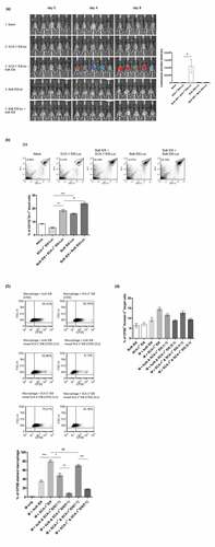 Figure 6. SCA-1+ ID8 cells were susceptible to the attack of phagocytes, and surrounding bulk ID8 (mostly SCA-1− & non-stem) cells could protect SCA-1+ ID8 cells from elimination of immune effectors cells. (a) SCA-1+ ID8-Luc cells (started from 1000 cells) were able to grow inside the C57BL/6 mice on day 4 but soon disappeared on day 8 (by luminescent signal activities, second row). When mixed with bulk ID8 cells (5X, 5000 cells), SCA-1+ ID8-Luc cells rapidly propagated and grew to large amount of tumor cells on day 8 (third row). The growth of bulk ID8-luc cells in these mice is hardly seen (row 4, 5). Bar graph indicates significant growth difference in SCA-1+ ID8-Luc cells with or without bulk ID8 cells around. p < .05 (b) Representative flow analysis of CD11b+Gr-1+ MDSC shows significantly less systemic MDSC in SCA-1+ ID8-Luc bearing mice (5.6% vs 16.19%, SCA-1+ ID8-luc vs bulk ID8-Luc, P < .0001), or in mice bearing SCA-1+ ID8-luc mixed with bulk ID8 cells (18.48% vs 23.83%, SCA-1+ ID8-luc mixed with bulk ID8 vs bulk ID8-luc with the same bulk ID8 cells, p < .05). Note that there is an abrupt increase in the percentage of MDSC when SCA-1+ ID8-luc was mixed by bulk ID8 cells (5.6% vs 18.48%, p < .001). (c) In vitro culture of SCA-1+ ID8 cells with bulk ID8 cells showed the engulfment of macrophage was interfered by surrounding bulk cancer cells. Representative flow and statistical bar graph showed enhanced phagocytosis of SCA-1+ ID8 by macrophages (indicated by CFSE-stained macrophage) is abolished by co-culture with bulk ID8 cells (averaged 80.65% vs 49.02% in SCA-1+ ID8 [stained] vs SCA-1+ ID8 cells [stained] mixed with bulk ID8 cells [unstained], p < .01). The number of CFSE-stained macrophage disproportionally decreased when more bulk ID8 cells was added (49.02% to 8.29%, 1:1 vs 5:1, p < .001). The percentage of CFSE-stained macrophage indicating phagocytic activities was displayed as bar graph. (d) Assay of tumor cell apoptosis labeled by CFSE & Annexin V-stained cells revealed a similar phenomenon that co-culture with bulk ID8 cells relatively protected the SCA-1+ ID8 cells from being engulfed (averaged 14.69% vs 11.72%, SCA-1+ ID8 [CFSE-stained] vs SCA-1+ ID8 cells [CFSE-stained] mixed with bulk ID8 cells [CFSE-unstained], p < .05). The number of CFSE & Annexin V-stained cells was further lessened when more bulk ID8 cells was added (11.72% to 8.93%, 1:1 vs 5:1, p < .05). #p < .05, *p < .01, **p < .001, ***p < .0001, NS: not significant.