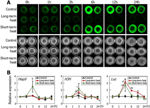 Figure 5. Effects of heat stress on the bioluminescence and the expression of bioluminescence pathway genes of Omphalotus guepiniiformis. (A) The bioluminescence (upper row) and light images (lower row) images of control, long-term heat stress, and short-term heat stress-treated mycelia. The mycelia grown on potato dextrose agar media for 7 d at 25 °C under dark conditions were transferred to 35 °C under dark conditions for heat stress treatment. For long-term heat treatment, the mycelia were incubated at 35 °C for 24 h. For short-term heat treatment, the mycelia were incubated at 35 °C for 1 h and then transferred to 25 °C. (B) Expression of bioluminescence pathway genes under heat stress. Transcript levels were determined by qRT-PCR. (n = 3; bars, S.D.) Statistical analysis was conducted using one-way ANOVA with Scheffe’s post hoc test. All unlabeled points belong to group “a” for HispS and “ab” for H3H and Luz.