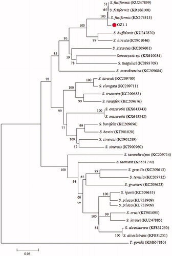 Figure 2. Phylogenetic tree based on partial cox1 sequences of selected Sarcocystidae members and using the NJ method. All sequences’ GenBank accession numbers are given in the brackets after the taxon names. The new sequence of S. fusiformis is indicated by a “•” before the name“GZ1.1”.