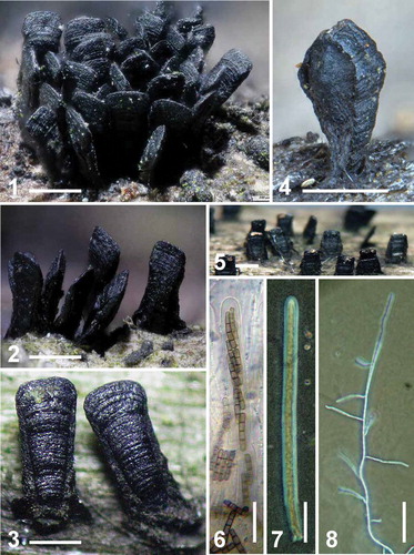 Figs 1–8. Ascomatal variation within the genus Glyphium. 1. Glyphium elatum (EB 0329/BPI 892669), Salix caprea, Luxembourg. 2. Glyphium schizosporum (BPI 652567), Salix appendiculata, Switzerland. 3. Glyphium corrugatum (BPI 1107474), decorticated deciduous wood, Oregon, USA. 4. Glyphium grisonense (TROM 4395), Salix caprea ssp. sphacelata, Norway. (photo credit: Jostein Kjærandsen, UiT). 5. Glyphium tillandsiae (labeled as Lophium tillandsiae, BPI 1108420), Tillandsia fasciculata, Florida, USA. 6. Intact ascus containing eight disarticulating ascospores of G. schizosporum (BPI 652567). 7. Intact ascus containing eight filiform ascospores of G. elatum (EB 0342/BPI 892670). 8. Filiform ascospore sending out multiple germ tubes on water agar, recovered from fresh material of G. elatum (EB 0342/BPI 892670). Bars: 1–5 = 0.5 mm, 6–8 = 50 μm.
