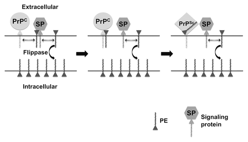 Figure 1. Hypothetical model of PE in prion formation and pathogenesis. Prion Formation: the relative paucity of PE on the extracellular leaflet of the plasma membrane of cells is actively maintained by a flippase enzyme, whose activity declines with age, allowing more PE to be localized on the extracellular surface where it is accessible to PrPC. Pathogenesis: If extracellular PE becomes consumed during the process of prion formation by binding irreversibly to PrPSc, its depletion from the membrane surface will cause biophysical changes in the membrane itself and dysregulation of surface-expressed signaling proteins (SP) that normally bind PE, resulting in cell death.