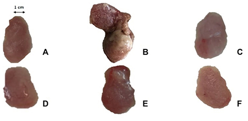 Figure 2 Macroscopic comparison of the prostate tissues. Representative photographs: (A) normal prostate in vehicle control; (B) prostatic hyperplasia induced by testosterone in T-treated group; (C) prostate in β-s + TP co-treated group for 4 weeks; (D) prostate in LHE + TP co-treated group for 4 weeks. (E) prostate in β-s treated group foe 2 weeks after induction of prostatic hyperplasia; (F) prostate in LHE-treated group for 2 weeks after induction of prostatic hyperplasia.