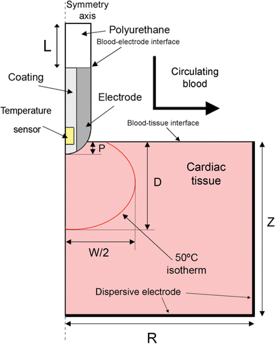 Figure 1. Two-dimensional theoretical model used. The active electrode tip is inserted into cardiac tissue with an insertion depth P. The dimensions R, Z and L are obtained by means of a sensitivity analysis.