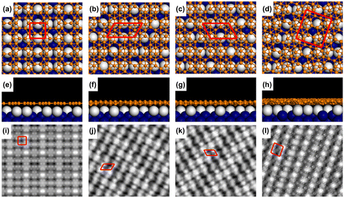 Figure 11. Atomic structures of borophene nanoribbons on Ag(110) optimized by DFT. (a)–(d) Top and (e)–(h) side views of optimized P1–P4 borophene nanoribbons on Ag(110) surface, respectively. Color codes: B, small orange spheres; topmost Ag, large white spheres; lower Ag, large blue spheres. (i)–(l) Simulated STM images for P1–P4 based on the calculated electronic density (0–2 eV above the Fermi level). The red frames correspond to the observed unit cells in STM images. Reprinted with permission from Ref. [Citation140]. Copyright 2017 American Physical Society.