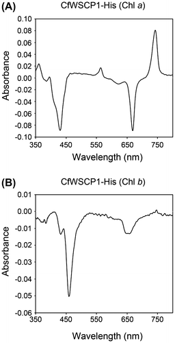 Fig. 5. Differential spectra of CfWSCP1-His reconstituted with purified Chls.Notes: (A) Differential spectrum of CfWSCP1-His reconstituted with Chl a (spectrum after 5 min irradiation, minus spectrum before irradiation), and (B) Differential spectrum of CfWSCP1-His reconstituted with Chl b (spectrum after 5 min irradiation, minus spectrum before irradiation). Measurements were performed in 20 mM tris–HCl buffer (pH 8.0) containing 10% methanol.