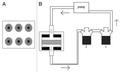 Figure 1. Schematic of the perfusion system described by Bancroft et al. (A) Top view of the perfusion chamber with six scaffold holders. (B) Representation of the complete system with the scaffold represented in gray, press-fit between the two O-rings, in black. The two medium reservoirs, 1 and 2, allow for complete medium change when the connection between the two is closed. Arrows represent medium flow.