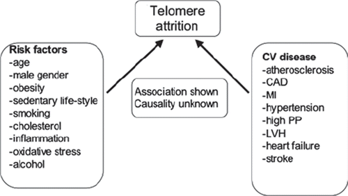 Figure 3. Several cardiovascular risk factors and diseases are associated with accelerated telomere attrition, but no cause–effect relation between telomere attrition and CV disease has been shown. LTL may therefore be considered a biomarker of cardiovascular aging. CAD = coronary artery disease; MI = myocardial infarction; PP = pulse pressure; LVH = left ventricular hypertrophy.