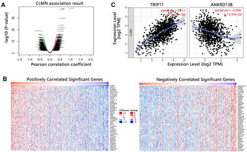 Figure 7 The co-expressed genes with CLMN in BRCA. (A) Volcano plot. (B) Heat map showing the top 50 genes with positive or negative correlation. (C) Association between CLMN and genes with highest positive or negative correlation coefficient.