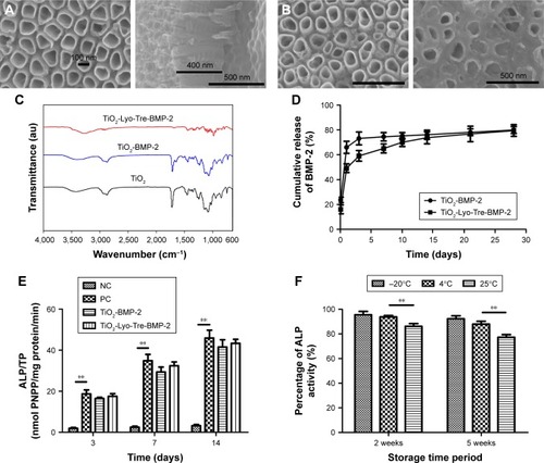 Figure 1 Characterization of TiO2 nanotubes and surface morphology, chemical characterization, BMP-2 release, and ALP activity assay in BMP-2-loaded nanotubes, and analysis of the stability of lyophilized BMP-2 with trehalose.Notes: SEM images of (A) TiO2 nanotubes and (B) TiO2-BMP-2 (left), TiO2-Lyo-Tre-BMP-2 (right). (C) FTIR spectra of TiO2, TiO2-BMP-2, and TiO2-Lyo-Tre-BMP-2. (D) BMP-2 release profiles of TiO2-BMP-2 and TiO2-Lyo-Tre-BMP-2. (E) ALP activity assays of BMSCs cocultured with BMP-2 releasates from TiO2-BMP-2 and TiO2-Lyo-Tre-BMP-2 on days 3, 7, and 14. Fresh BMP-2 solution (100 ng/mL) was used as the PC, and medium only was used as the NC. (F) Stability of lyophilized BMP-2 on TiO2 nanotubes with trehalose. Evaluation of the percentage of BMP-2 bioactivity in lyophilized TiO2 nanotubes with trehalose under different temperature conditions. After 2 or 5 weeks of storage, 100 ng/mL of BMP-2 releasate from TiO2-Lyo-Tre-BMP-2 was collected for ALP activity assays. The same amount of fresh BMP-2 was compared as a standard for the ALP activity assay to determine the changes in protein bioactivity. **indicates significant differences between groups (p<0.01).Abbreviations: ALP, alkaline phosphatase; BMP-2, bone morphogenetic protein-2; FTIR, Fourier transform infrared spectroscopy; Lyo, lyophilization; NC, negative control; PC, positive control; SEM, scanning electron microscopy; Tre, trehalose; TP, total protein; PNPP, p-nitrophenylphosphate.