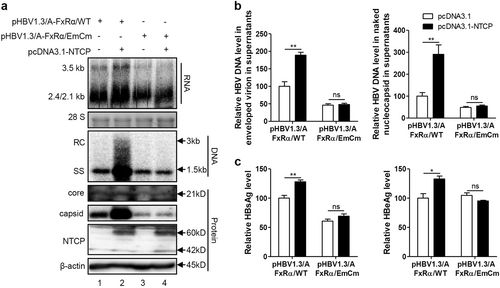 Fig. 8 NTCP is unable to upregulate HBV replication with FxRα binding sites mutations.Huh7 cells transfected with the indicated plasmids were harvested at 72 hpt. a HBV transcription and replication intermediates were detected by northern blotting and Southern blotting, respectively (top panel). Expression of NTCP and core proteins and capsid formation in cells were analyzed by western blotting (bottom panel). b HBV DNA in enveloped virions and naked nucleocapsids in culture supernatants were detected by real-time PCR (n ≥ 3). c HBsAg and HBeAg in culture supernatants were detected by ELISA (n = 3). A two-tailed t-test was used to determine differences in multiple comparisons. *P < 0.05, **P < 0.01, ns: P > 0.05