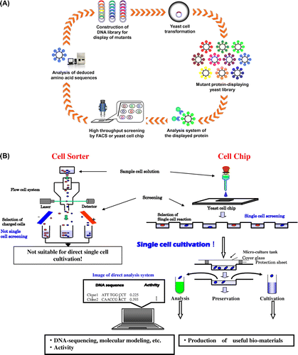 Fig. 3. Creation of novel proteins/peptides with improved or developed function by cell surface engineering (A) and illustrations of high-throughput screenings using cell sorter and cell chip (B).