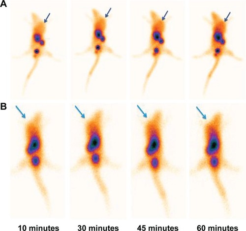 Figure 10 Planar images with 99mTc nanoconjugate in mice acquired at different time intervals up until 1 hour after injection: (A) anterior, (B) posterior. The arrows indicate the tumor site.