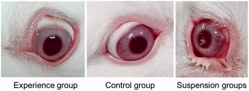 Figure 2. Representative pictures of the in vivo rabbit ocular irritation test; the experience group received econazole (ECZ)-loaded NDDS eye drops, the control group received saline (control group), and the suspension group received ECZ nitrate suspension.