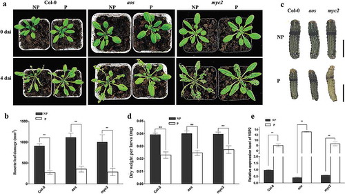 Figure 2. Primed defense responses of Arabidopsis aos and myc2 mutants.Arabidopsis eight-rosette-leave plants were fed by second instar larvae of Spodoptera litura (Fabricius). (a) Primed plants and non-primed plants on the fourth day after infestation. (b) Rosette leaf damage measurement by ImageJ. (c) Larvae on the fourth day after infestation; the scale bar represents 5 mm. (d) Larval growth assessment after feeding on primed plants and non-primed plants. Ten larvae were used to calculate mean values and standard deviations. Feeding assay was replicated above 3 times. (e) Relative expression levels of VSP2 in primed plants and non-primed plants in wild type Col-0 and two mutants, aos and myc2. Error bars indicate the standard deviation. ** differences are highly significant (P< .01) by Dunnett’s multiple comparison test. dai: days after infection by larvae. NP: non-primed plants; P: primed plants.