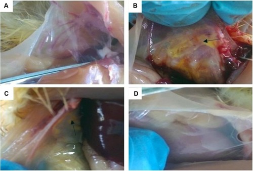 Figure 1 Anatomical observation of air sac lesions. (A) CG = untreated control group. (B) MGG = MG-infected control group. (C) MG + BG= MG infection + baicalin administration group. (D) BG = baicalin control group. The following is the same.Note: →means cloudy appearance and several yellowish foci in air sac.