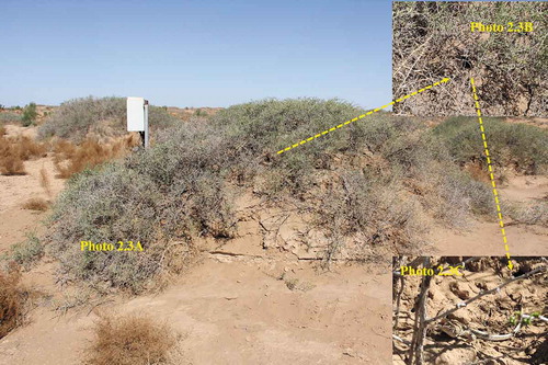 Figure 8. Nitraria tangutorum nebkhas are ideal habitats for Phrynocephalus przewalskii at the edge of Sandy Desert in the Hexi corridor. (Photo 2.3A, N. tangutorum nebkha; Photo 2.3B, entrance to P. przewalskii burrow Photo 2.3 C, P. przewalskii prowls close to its burrow). Photo by Weicheng Luo