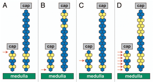 Figure 7 Hypothetical patterns of adrenocortical growth in the developing 21OH/LacZ adrenal cortex. Each diagram (A–D) represents an alternative pattern of blue (β-gal-positive) and yellow (β-gal-negative) cells that would be produced by cell proliferation localized to specific regions in the developing 21OH/LacZ adrenal cortex. In each diagram, the group of hexagons on the left represents a column of cells spanning the adrenal cortex (from the medulla boundary at the bottom to the capsule at the top) shortly before birth. The arrows indicate the location of proliferating cell(s) in each example, and the taller groups of hexagons on the right represent the enlarged column of cells at a later stage, following adrenocortical growth. In (A–C), proliferation is restricted to a specific region. (A) Only cells in the outer row proliferate. In the example, the outer blue cell proliferates to produce a blue stripe, leaving the original mosaic region in the inner cortex. This is equivalent to strict edge growth, but a similar pattern would be expected with edge-biased growth if almost all cell divisions were at the edge. (B) Only cells adjacent to the medulla proliferate, and so an inner blue cell produces a blue stripe, which leaves the original mosaic region confined to the outer cortex (top). (C) proliferation is restricted to a more central region. Proliferating blue cells produce a blue stripe with mosaic regions in both the inner and outer cortex. (D) Proliferation occurs throughout the adrenal cortex, so no long continuous stripe is produced. cap, capsule. In greyscale prints of the figure, blue hexagons appear dark and yellow hexagons appear light.
