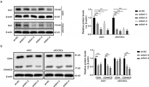 Figure 4. Sirt1 silencing blocked the nuclear translocation of CD44ICD through proteolysis inhibition. (a) Four small interfering RNAs (siRNAs) were designed to silence the expression of Sirt1 and recombinant adenoviruses carrying the synthetic shRNAs were infected to A431 cells and cSCCSCs. The inhibition efficiency was evaluated by western blot analysis. (b) The shSirt1-2 and shSirt1-4 with the more higher inhibition efficiency were selected to infect A431 cells and cSCCSCs. The protein levels of cellular CD44 and CD44ICD were detected by western blot. * p < 0.05, ** p < 0.01.