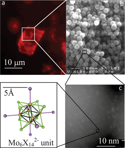 Figure 3. (a) Optical microscopy image of [{Mo6Xi8}Xa6]@SiO2 (X = Cl, Br, I) nanocomposites (powder between two plates of glass under irradiation at λexc = 546 nm). (b) Scanning electron microscope (SEM) images of [{Mo6Xi8}Xa6]@SiO2 0D homogeneous nanocomposites. (c) Z-contrast high-angle annular dark field scanning transmission electron microscopy (HAADF-STEM) mode image of two adjacent [{Mo6Xi8}Xa6]@SiO2 nanoparticles. Adapted from 68 with permission from Wiley.