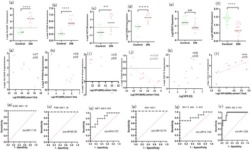 Figure 6. Validation and efficacy evaluation of key genes in renal interstitial tubules. (a) ALOX5, (b) NCF2, (c) PTEN, and (d) CD44 mRNA levels were upregulated in diabetic neuropathy (DN) compared with normal samples, while (e) DDIT3 and VEGFA mRNA levels were downregulated in DN compared with normal samples. Expression levels of (f) ALOX5, (g) NCF2, (h) PTEN, and (i) CD44 were negatively correlated with glomerular filtration rate (GFR), while (j) expression levels of DDIT3 and VEGFA were positively correlated with GFR. p < 0.05 was considered statistically significant.