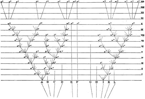 Figure 3. The fold-out diagram in Charles Darwin’s 1859 Origin of Species. Besides picturing the multiplication of species, this illustrates the idea he called the Principle of Divergence. The chance of a form persisting is greater the more it differs from its relatives. Out of the original genus consisting of eleven species, A through L, only F survives the passage of time intact. A and I are extinct, but they have left descendants; the other eight species are utterly extinct.