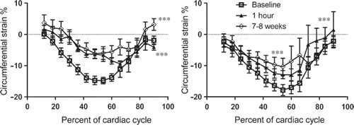 Figure 2. Circumferential strain over the cardiac cycle showed a persistent decline over the course of 7–8 weeks in both the area with microinfarcts (left) and remote myocardium (right). ***indicates p < 0.001 compared to baseline.