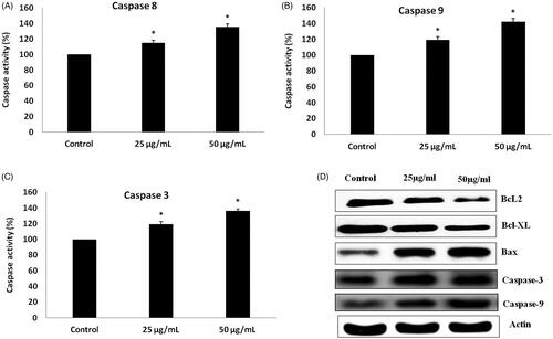 Figure 9. (A–C) Colorimetric assay for caspase-8, 9 & 3 activity expression in AgNPs treated LNcap cells. (D). Western blotting images for Bax, Bcl-xl, Bcl-2 and caspase-3 protein expression in AgNPs treated LNcap cells.