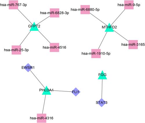 Figure 6 Construction of a miRNA-mRNA-TF network by integrating miRNA-mRNA and mRNA-TF relations. The turquoise, red, and purple dots represent mRNA, miRNA, and TFs, respectively.