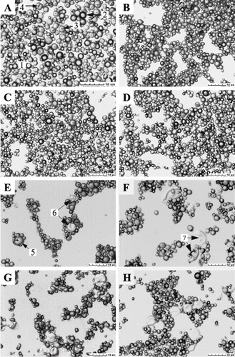 Figure 3 Micrographs of cassava starch granules treated under different conditions: (A) native, (B) homogenized at 0 MPa, (C) 20 MPa; (D) 40 MPa; (E) 60 MPa; (F) 80 MPa; (G) 100 MPa; and (H) heated at 46°C for 2 h.