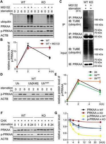 Figure 4. The GID-complex regulates K48-dependent polyubiquitination of AMPK. (A and B) Western blot of p-PRKAA. Cells were starved for 6 h with (+) or without (-) MG132 treatment (10 μM, proteasome inhibitor). ACTB as loading control. Quantification showing relative protein level of p-PRKAA compared to ACTB in WT cells. (C) Western blot of PRKAA ubiquitination. Cells were starved for 2 h, then treated with starvation medium containing MG132 for additional 4 h. Cell lysates were immunoprecipitated by anti-PRKAA antibody and immunoblotted with TUBE (high affinity ubiquitin binding peptide). (D and E) Western blot of p-PRKAA. WT cells transfected with different ubiquitin mutants for 24 h, then starved for 6 h. ACTB as loading control. Quantification showing relative protein level of p-PRKAA compared to ACTB. Abbreviations: Ub, wild-type ubiquitin; Ub[K48], ubiquitin with one lysine residue left at position 48; UbK48R, ubiquitin with K48R mutation. Plasmids shown in Table 3. (F and G) Western blot of PRKAA and p-PRKAA turnover. Cells were starved for 24 h and simultaneously treated with CHX. ACTB as loading control. Quantification showing relative protein level compared to ACTB. WT cells starved for 1 h are set to 1.