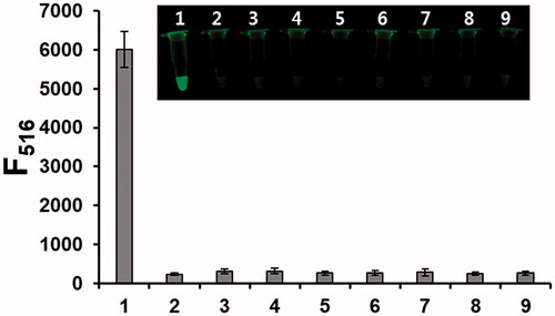 Figure 4. Selectivity of the TdT activity assay. Fluorescence intensities at 516 nm from BODIPY in the presence of TdT (1 U/mL) and other enzymes (10 U/mL) (1: TdT; 2: Blank; 3: phi29 DNA polymerase; 4: Exo I; 5: Klenow fragment (exo-); 6: Vent (exo-) DNA polymerase; 7: T4 DNA ligase; 8: T4 DNA polymerase; 9: i-pfu DNA polymerase). The inset shows the corresponding photographs under UV light.