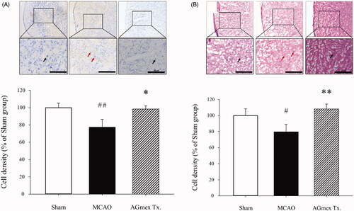 Figure 5. Neuroprotective effects of double pre-treatment (at 1 h and 24 h pre-MCAO) with AGmex at 1000 mg/kg on MCAO-induced cell death. (A) Representative photomicrographs of Nissl-stained neurons in the subcortical area (upper images) ischaemic ipsilateral hemisphere and results of quantitative analysis showing changes in neuron numbers following tMCAO induction and pre-treatment with AGmex (lower graph). (B) Representative photomicrographs of haematoxylin and eosin (H&E)-stained neurons (upper images) and results of quantitative analysis showing changes in neuron numbers (lower graph). Black arrows indicate intact neurons with normal morphology, and red arrows indicate neurons showing apoptotic changes and aberrant morphologies. Scale bars: 20 µm. #p < 0.05, ##p < 0.01 vs. sham controls; *p < 0.05, **p < 0.01 vs. the MCAO group.