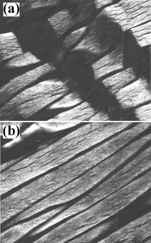 Figure 7 Myofibrillar tissue micrographs for rabbit samples (312x): (a) Ca+2-treated and (b) un-treated.