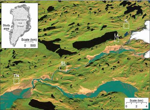 Figure 1. Map showing the locations of the study sites near Kangerlussuaq, Greenland. TN = Town, SL = Sugarloaf, LL = Long Lake, IL = Inland. For coordinates of study sites, see Table 1. Background is a Landsat-7 image from 2000, courtesy USGS