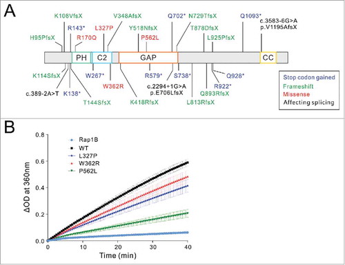 Figure 2. Mutations of SynGAP1 identified in human patients. (A) Mapping of SYNGAP1 mutations found in ID or ASD human patients onto the amino acid sequence of the protein with accession code of NP_006763. K138*, R579* and L813RfsX are reported inCitation15; V348AfsX is reported inCitation34; K108VfsX, c.2294+1G>A (p.E706LfsX) and Q893RfsX are reported inCitation14; K418RfsX and T878DfsX are reported inCitation27; H95PfsX, W362R, P562L, N729TfsX and S738* are reported inCitation4; K114SfsX, c.389–2A>T, R143*, W267* and Q702* are reported inCitation6; c.3583–6G>A (p.V1195AfsX) is reported inCitation28; T144SfsX, R170Q, L327P, Y518NfsX, R922*, L925PfsX, Q928* and Q1093* are reported in.Citation25 Domains of SynGAP are defined as the PH domain (aa 150–253), C2 domain (aa 263–370), GAP domain (aa 408–734) and coiled-coil or CC domain (1188–1277). (B) Comparison of the Rap1B GAP activities of the WT or mutant SynGAP C2-GAP tandem. Data represent 3 batches of independent experiments and are presented as mean ± SEM.