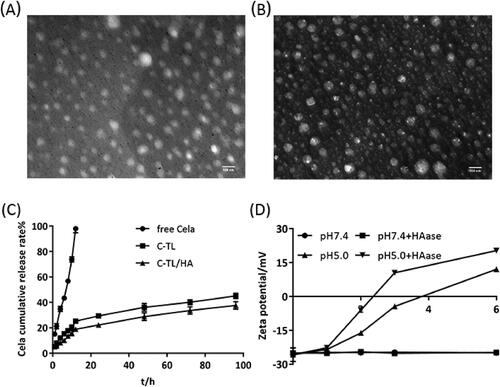 Figure 3. TEM images of C-TL (A) and C-TL/HA (B). (C) In vitro cumulative release rate of Cela. (D) Change in the zeta potential of C-TL/HA after incubation with and without HAase (1 mg/mL) at different pH (pH 7.4 and 5.0) over time.