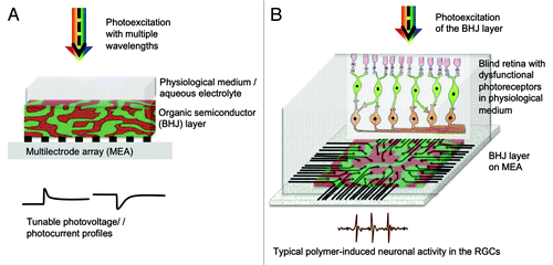 Figure 1. (A) Optoelectronic features across the BHJ/electrolyte interface have characteristic transient pulse profiles. (B) The photoexcitation of the BHJ/electrolyte interface results in stimulating a blind retina with dysfunctional photoreceptors.